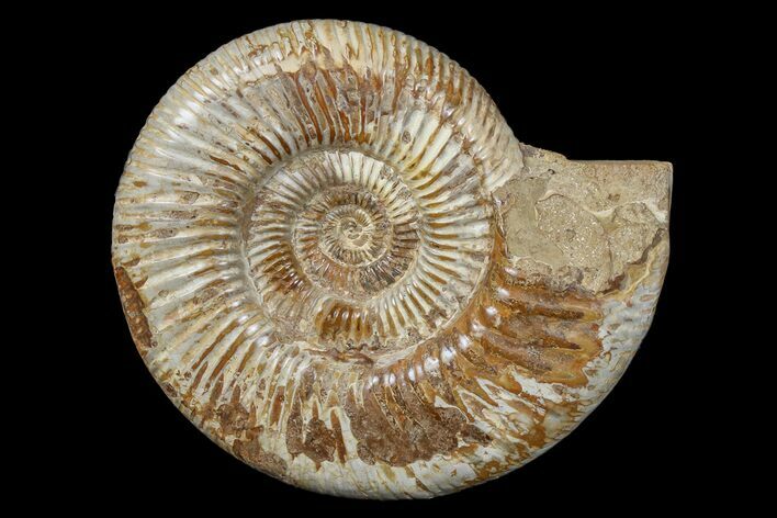Jurassic Ammonite (Perisphinctes) Fossil - Madagascar #165995